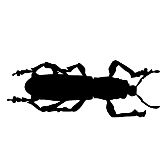 Vector de Escarabajo