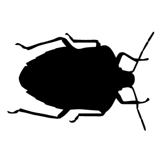 Vector de Escarabajo