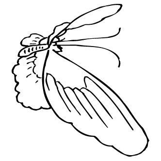 Vector de Mariposa