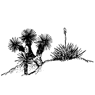 Vector de Cactus